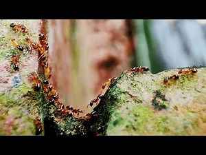 Ant Simulation | Satisfying Ant Colony Time-Lapse