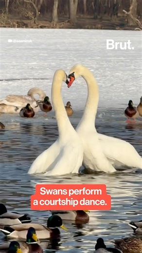 Brut on Instagram: "Swans perform a courtship dance with their mates, often mirroring each other’s movements in a synchronized and elegant display. This ritual strengthens their bonds and is a crucial part of their mating behavior. Swans also typically mate for life. They form strong, monogamous bonds that often last their entire lifetimes, reinforcing these connections with behaviors like their mating dances. #swans #ballet #wildlife #animals #adorables #swan"
