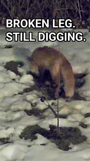 He Lowers the Injured Leg to Dig 🦊❄️