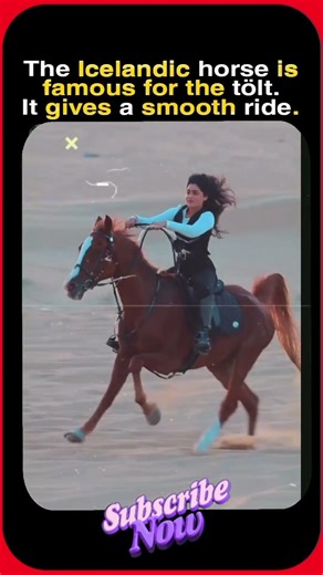 The Horse Gait That Feels Unreal 🐎✨