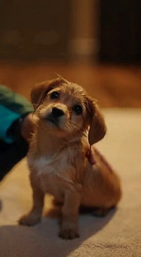 71K views · 5K reactions | A forgotten puppy gets rescued seconds before giving up hope. . . . . . . #LostAndFound #RescueUSA #PuppyLove #EmotionalDogStory #TrendingReels | Lost & Found Paws | Facebook