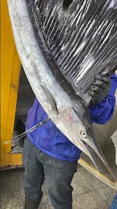 The fastest fish in the world, with a speed of 300 kilometers per hour.