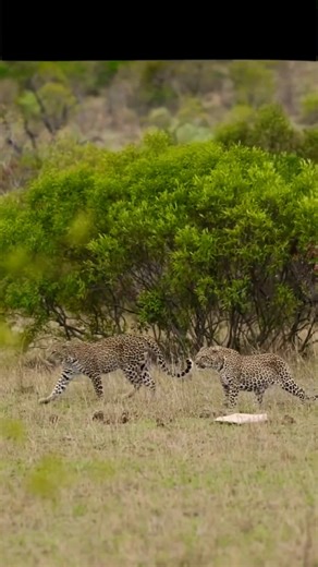 Two leopards are running in the jungle