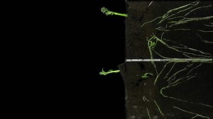 To visualise the effect of biologically active fertilizer (BAF) to root grow pieces of potato were placed in a rhizobox. On the left were Control potato and on the right were potato soaked in BAF.