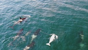Drone footage offers fresh look at B.C.’s white orca