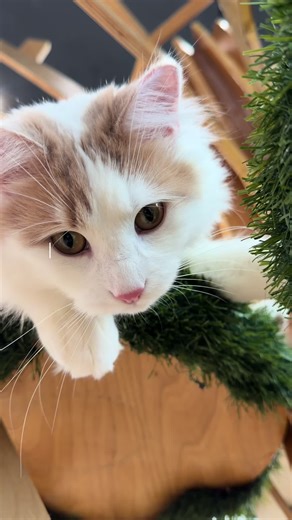 Flapjack's First Adventure in the Cattery