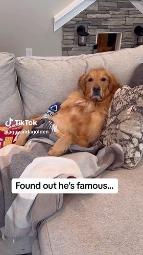 My dog found out hes famous! #dog #goldenretriever #dogsoftiktok | aguyandagolden