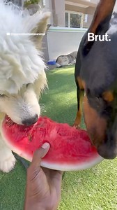 11K views · 148 reactions | This clip of a dog pool party is going viral... | Brut | Facebook