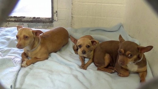 19K views · 497 reactions | All 4 ADOPTED - moved to SAFE Album on...