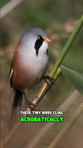 Bearded Reedling #wildlife #birds #animals #animalsvideo #nature