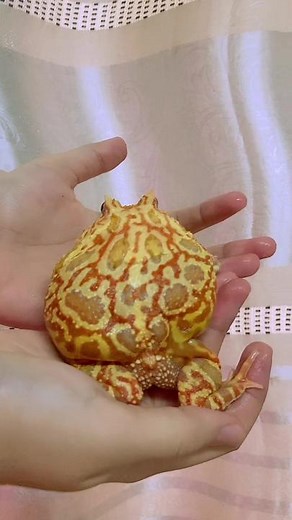 Adorable Frog Dancing Compilation