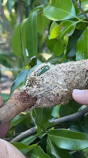 50 reactions · 7 comments | Lara Farms on Reels | Facebook