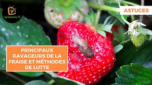Abdoul Razack BELEMGNEGRÉ partage quelques #astuces pour lutter efficacement contre les ravageurs de la #fraise 🍓 ➡️ https://youtu.be/wsd4BnrvbAw #AgribusinessTV #Lwili | Agribusiness TV