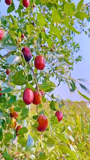 #jujube #fruit #fypfruit #fruitreel #summerfruitishere #summerfruit #fruitvideo | Jacky Zh
