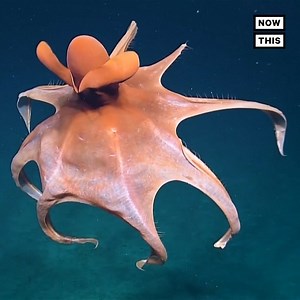 547K views · 1.4K reactions | This octopus has some smooth dance moves  | NowThis Earth | Facebook