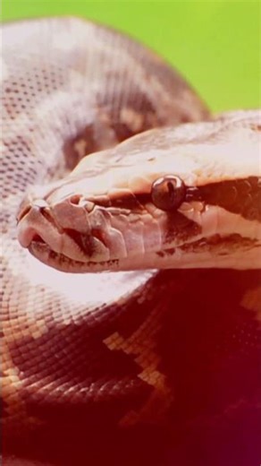 🐍 Pitón de roca india:La serpiente gigante de la India💪Una de las serpientes más fuertes de la India