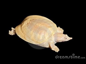 Chinese softshell turtle - Дальневосточная черепаха - Китайский трионикс