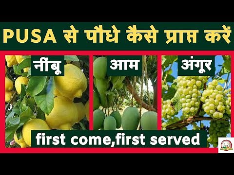 पूसा से पौधे कैसे प्राप्त करें || how to get plants from PUSA || PUSA DELHI || पूसा दिल्ली