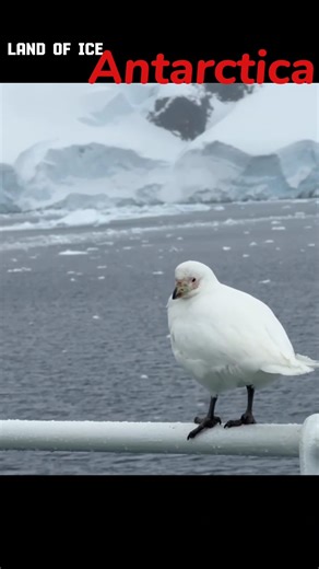 Land of ice ! (ANTARCTICA)journey 😍 #shorts #newshort ‪@travelwithak‬