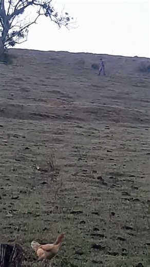 lobisomem do Arvoredo