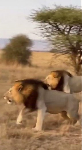 "Hyena Pranks Sleeping Predators With A Massive Beehive Causing Instant Panic And Chaos