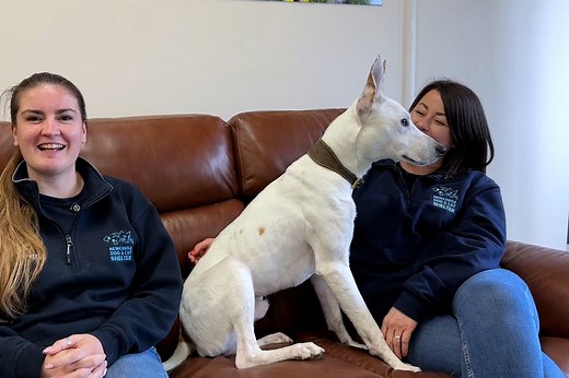 Watch how you can adopt a pet from Newcastle Dog & Cat Shelter