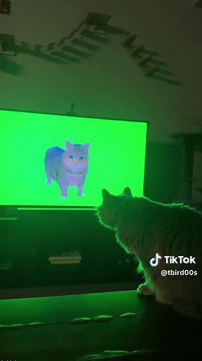 Spinning Cat Meme Remix Compilation