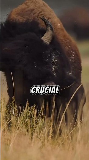 The Mighty American Bison: Nature’s Giant in Action! 🦬