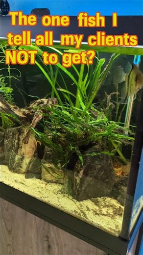 It will cause problems in your tank 💩