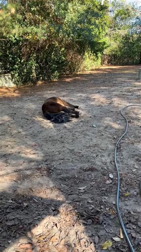 Camilla Anne Campbell on Reels