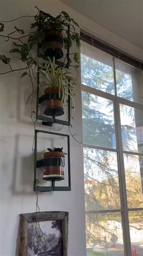 UC Davis Library on Instagram: "Feel a sense of calm surrounded by nature in our all-new renovated “Arboretum” group study room (Shields 204). We’re pretty sure you’ll want to “plant” yourself there all day! The Arboretum Room is one of 8 reservable group study rooms getting a massive makeover with Aggie-related themes. What Aggie theme will be next? Be on the lookout this quarter! 🎵: Computer Luv (feat. Steve Lacy) by Ravyn Lenae #UCDavis #OurUCDavis Video Description: Photos of the group stud