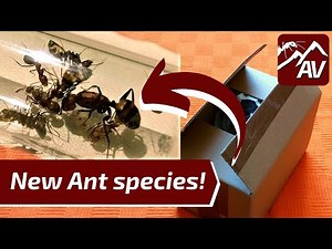 First Ant Unboxing - New Camponotus Ants from Asia!