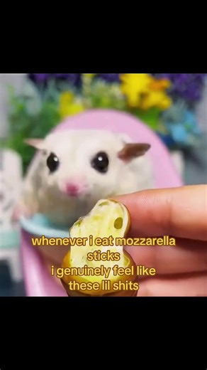 they’re so adorable tho #xyzbca #fyppppppppppppppppppppppppppppppppppppppppppppppppppppppppp #fyppppppppppppppppppppppppppppppppppppppppppppppppppppppppp #viral #sugarglider