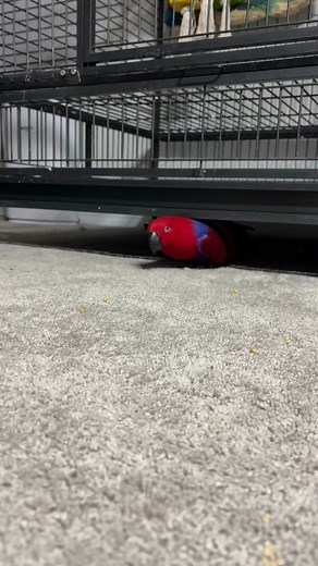 Eclectus Parrot Sounds Compilation