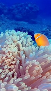 The reef’s most iconic resident — the clownfish 🐠✨ Its bright colors and bold spirit light up any dive! #clownfish #anemonefish #marinelife #divelife | Scuba Diving Holidays