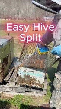 Split A Hive WITHOUT Finding the Queen