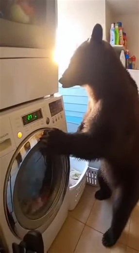 A police bodycam captures the moment a curious bear fumbles with a washing machine in an ordinary home. Calm turns to chaos as socks fly and detergent spills everywhere.
