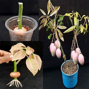 87K views · 4.2K reactions | How to propagate Mango tree from Mango Branch with English Subtitle | Rana Craft | Facebook