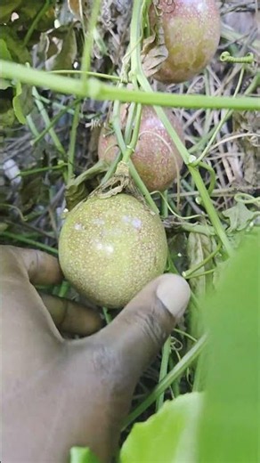 Harvesting Fresh Passionfruit from the Garden