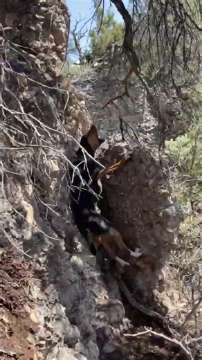 DRY GROUND LION HUNTING WITH HOUNDS! #dogs #puppy #hounds #puma #cat #drygroundhunting #lionhounds