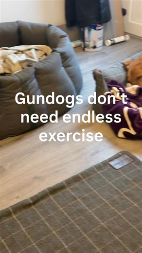 Gundogs don’t need endless exercise. They need structure and a job to do. You might be surprised to hear mine get one 45–60 minute walk a day. The rest is training-based… using their brain, their nose, and learning how to switch off. These dogs are clever and driven, bred to work and problem-solve. If you only tire their legs and ignore their head, you’ll create frustration — not calm. Clear boundaries. Purposeful mental work. Clarity about what does and doesn’t work. Get that right… and they be