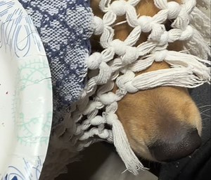 4.5K views · 758 reactions | Undercover begging. Can you see her little eyes? . . . . . #goldenretriever #golden #retriever #puppydog #doggo #puppy #doglove #dogsofinstgram #dog #dogstagram #doggy #dogsofinsta #dogslife #lovedogs #cutedogs | Comet Olsen | Facebook