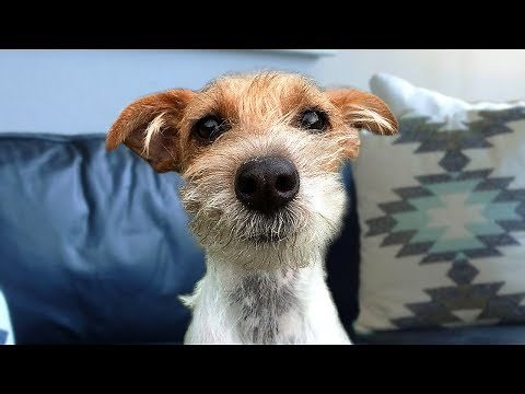 Funny Jack Russell Terrier Compilation