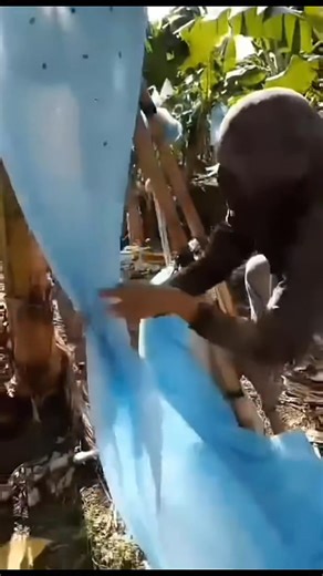 FIELD OPERATIONS From bud injection, defingering and deflowering, spraying chemical to protect the fruit from fungus, and bagging to protect sunlight and insect bites. #bananafarm #fieldwork #highlighteveryone | Lhit C. Costelo