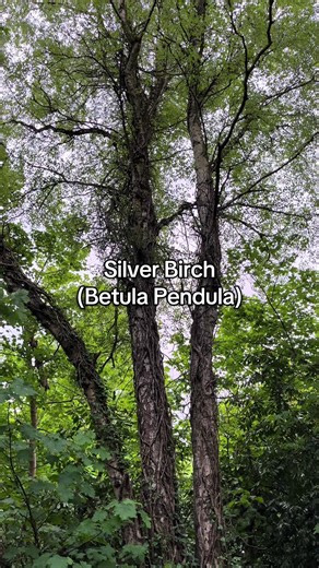 The Majestic Silver Birch: A Vital British Tree