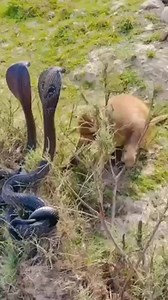 16K views · 100 reactions | Jaswinder Jaswinder Jaswinder on Reels | Facebook