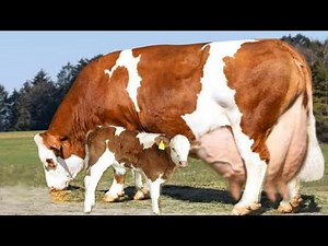 50 Kg Per Day Milking Fleckvieh Cow Full Documentary || World's Highest Milking Cow Breed