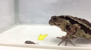 Top Predators Who Encountered the Wrong Meal in Nature's Food Chain