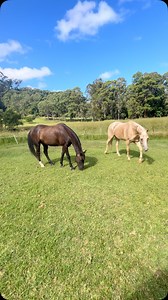 Roy’s shade cloth rug is off and the boys can now groom each other. Very proud of Roy and his softness and approach towards Sunny. Well done Roy. ❤️🐴💎 | Inspired Thriving Equine