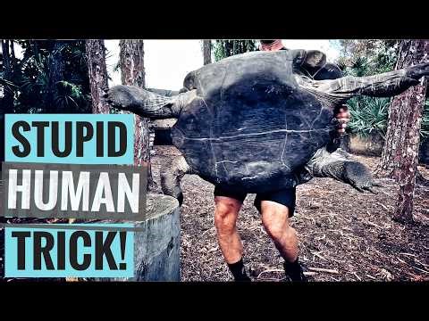 Deadlifting Massive Turtles Not Recommended!